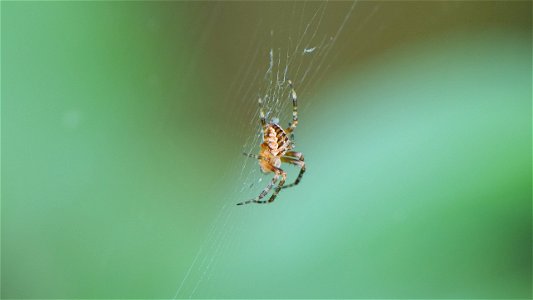 Araneus diadematus (Gartenkreuzspinne)
