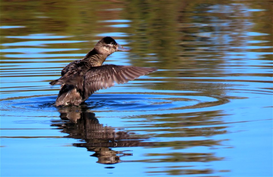 Ruddy Duck photo