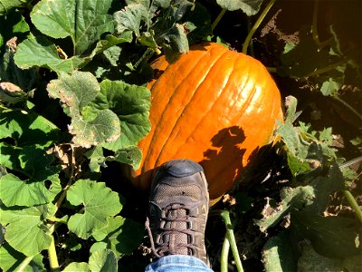 2 Foot Pumpkin photo