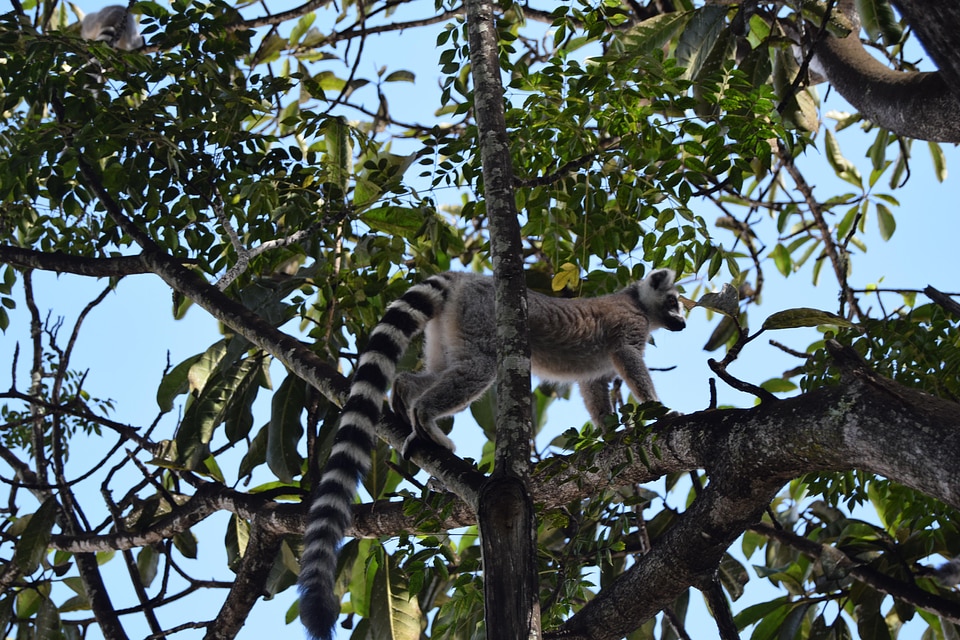 Forest monkey tree