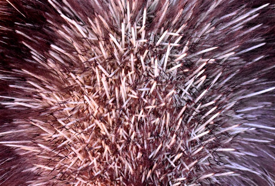 North American porcupine at Seedskadee National Wildlife Refuge