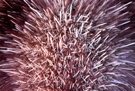 North American porcupine at Seedskadee National Wildlife Refuge photo