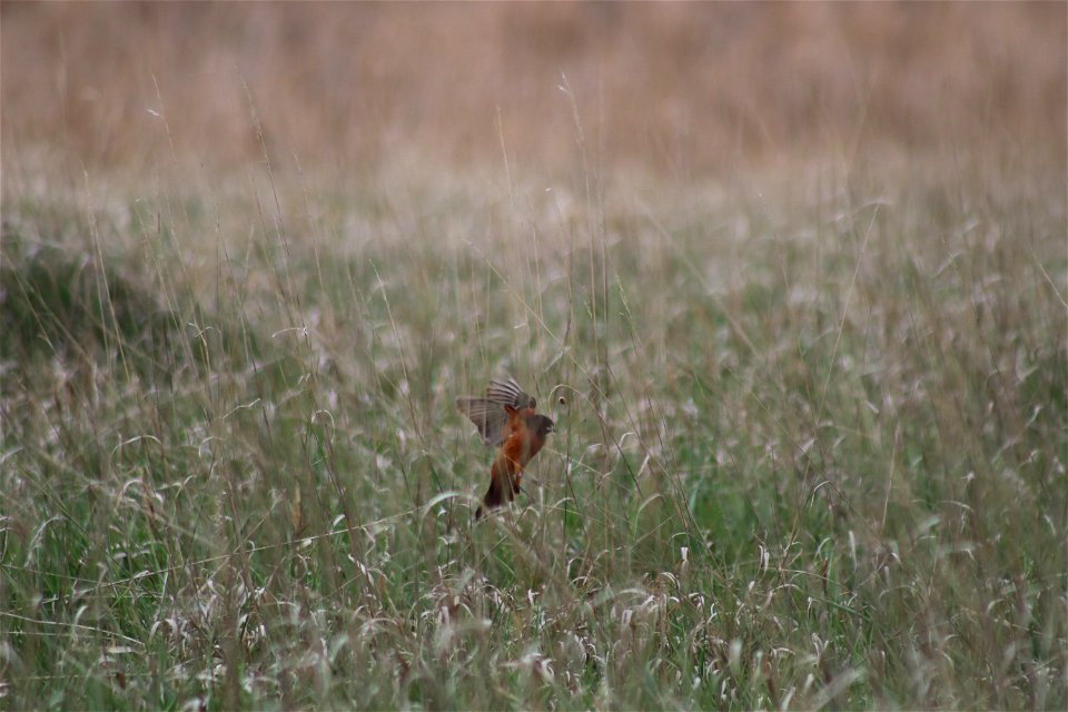 Orchard Oriole Broken Arrow WPA Lake Andes Wetland Management District South Dakota