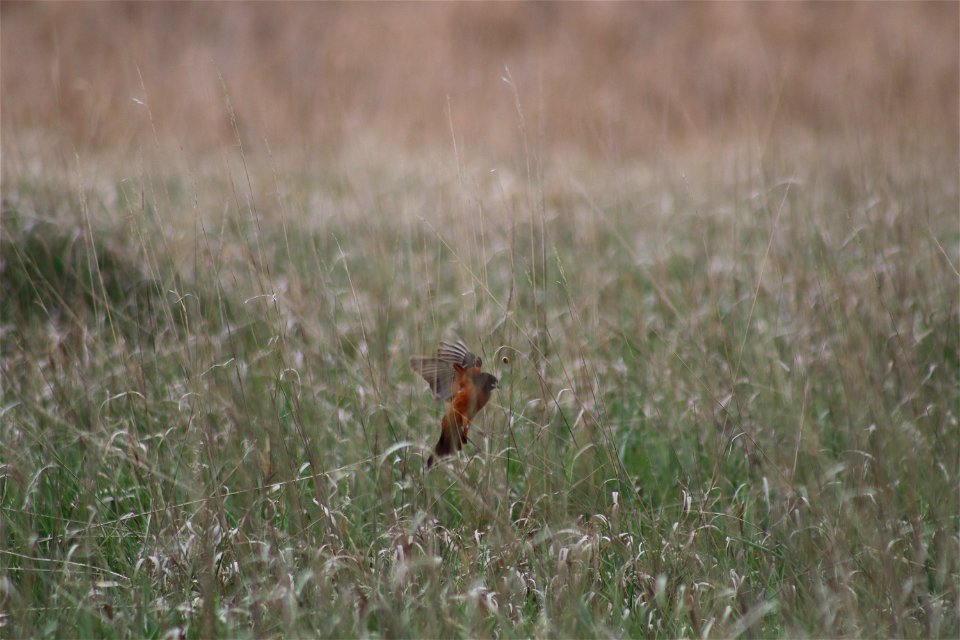 Orchard Oriole Broken Arrow WPA Lake Andes Wetland Management District South Dakota photo