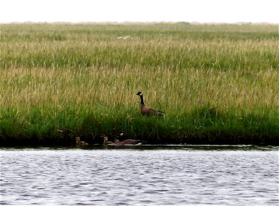 Cackling goose brood photo