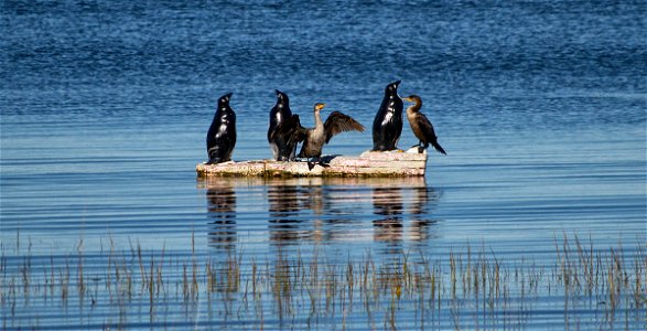 Cormorants basking at Parker River National Wildlife Refuge photo