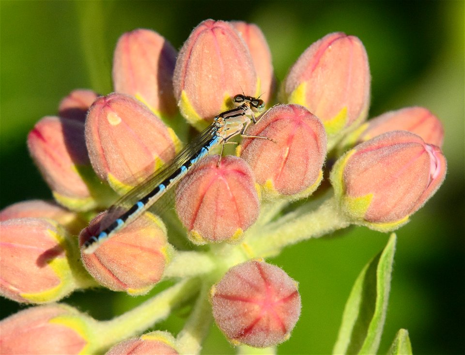 Showy milkweed (Aesclepias speciosa) at Seedskadee National Wildlife Refuge
