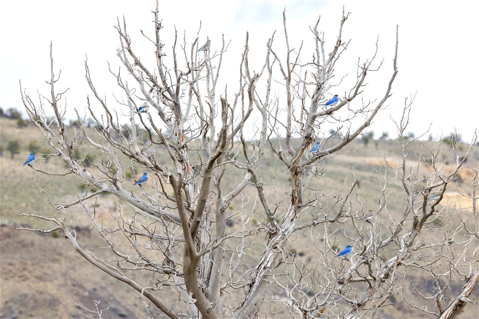 Bluebirds in a dead tree