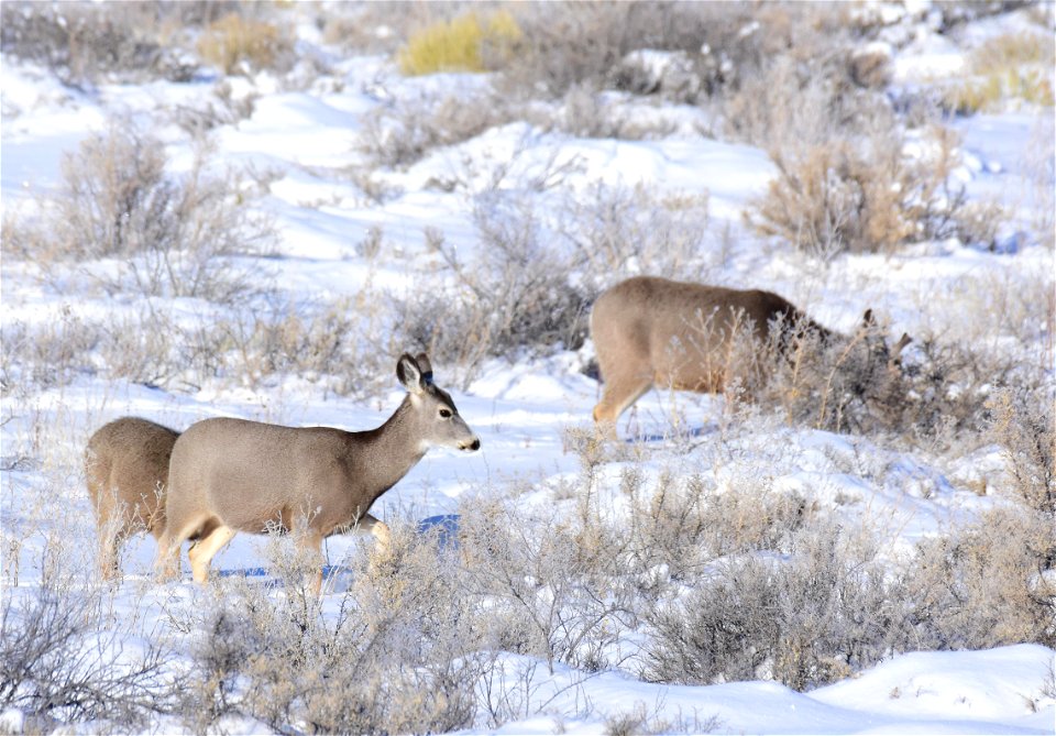 Mule deer on Seedskadee National Wildlife Refuge