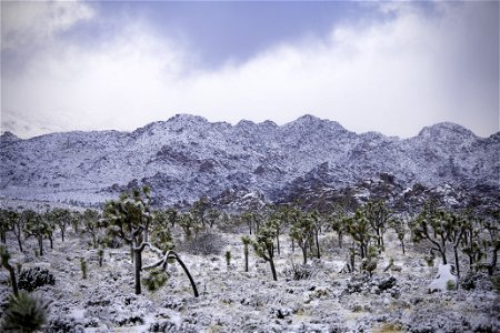 Snow over a field of Joshua tree under cloudy skies photo