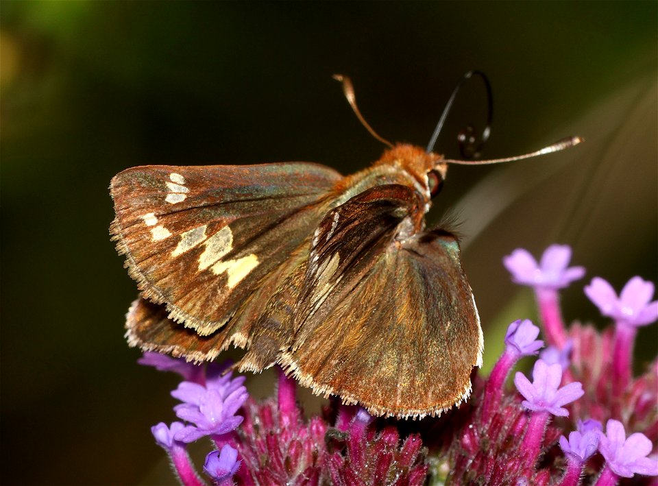 SKIPPER, ZABULON (Poanes zabulon) (06-02-2023) female, powerlines, duke forest, orange co, nc -09