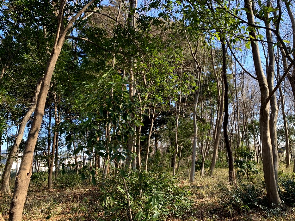 Koyama Nature Conservation Area in Koyama, Higashikurume-shi