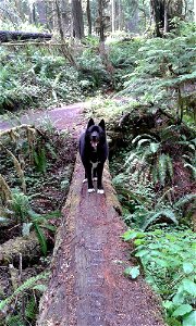 pets-in-the-woods-15jpg_49364119723_o photo