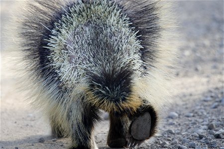 Porcupine - KNPP - _MG_7276-1 photo