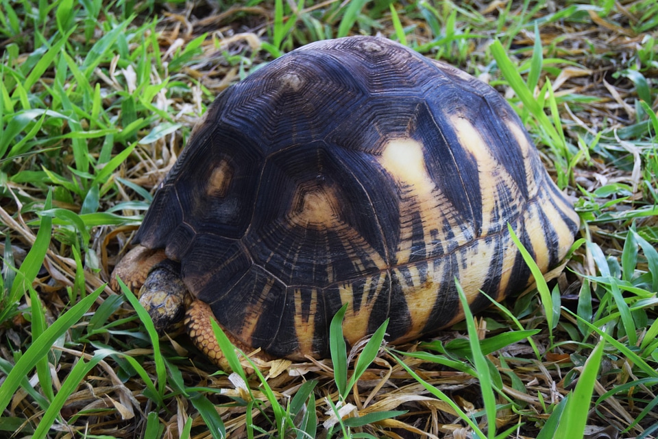 Animal grass turtle