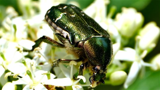 Cetonia aurata (Rosenkäfer) auf einer Hartriegelblüte (Cornus sp.)