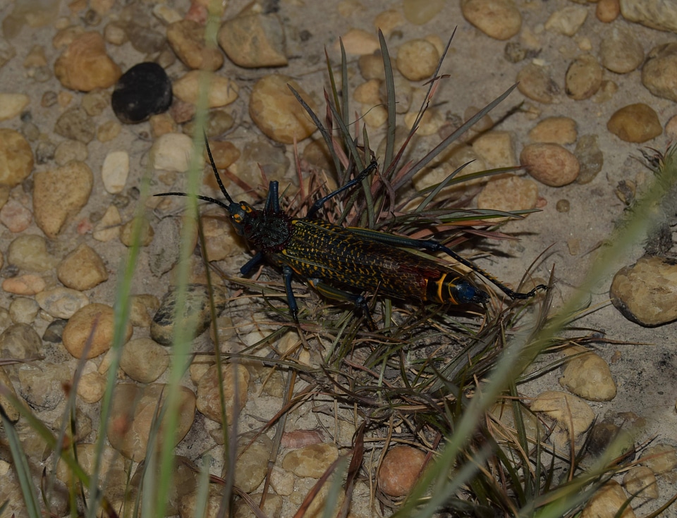Cricket grass pebbles