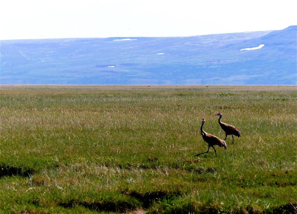 Sandhill Crane photo