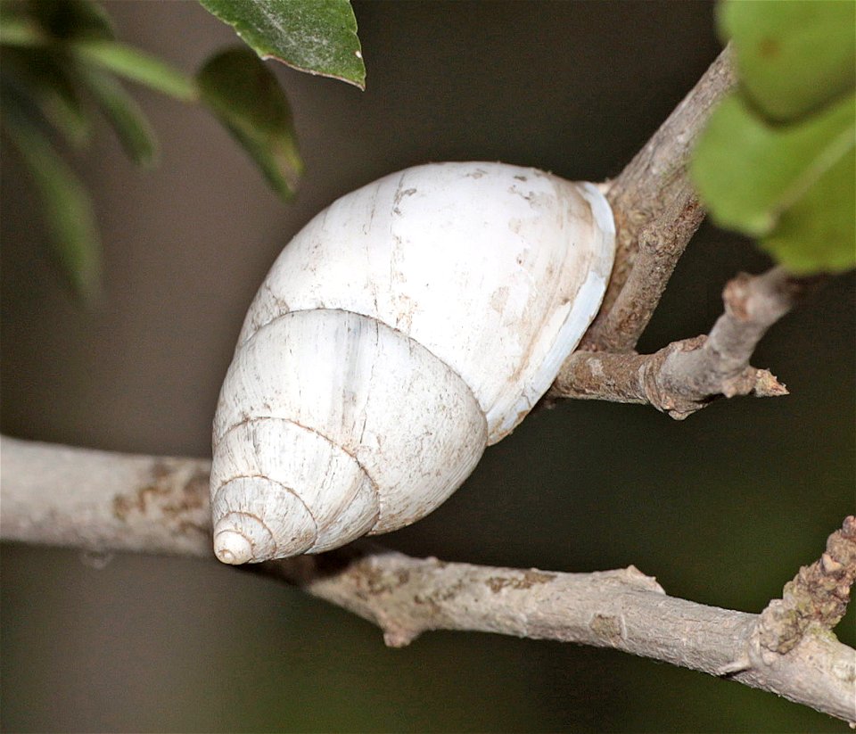 206 -  HOOK-BILLED KITE food SNAIL (Rabdotus alternatus mariae) (12-25-2022) bentsen rio grande state park, palmview, hidalgo co, tx -02