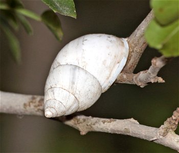 206 -  HOOK-BILLED KITE food SNAIL (Rabdotus alternatus mariae) (12-25-2022) bentsen rio grande state park, palmview, hidalgo co, tx -02