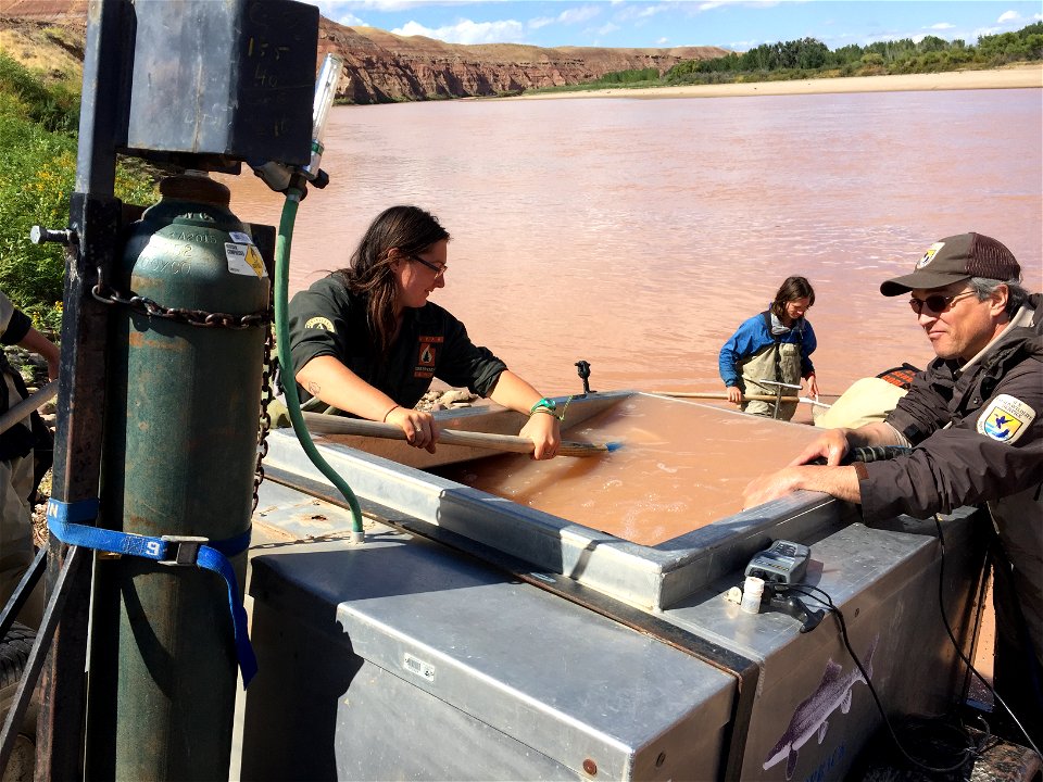 Stocking Bonytail at Ouray National Wildlife Refuge photo