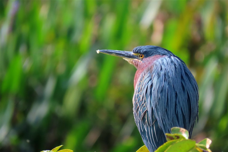 Green Heron photo