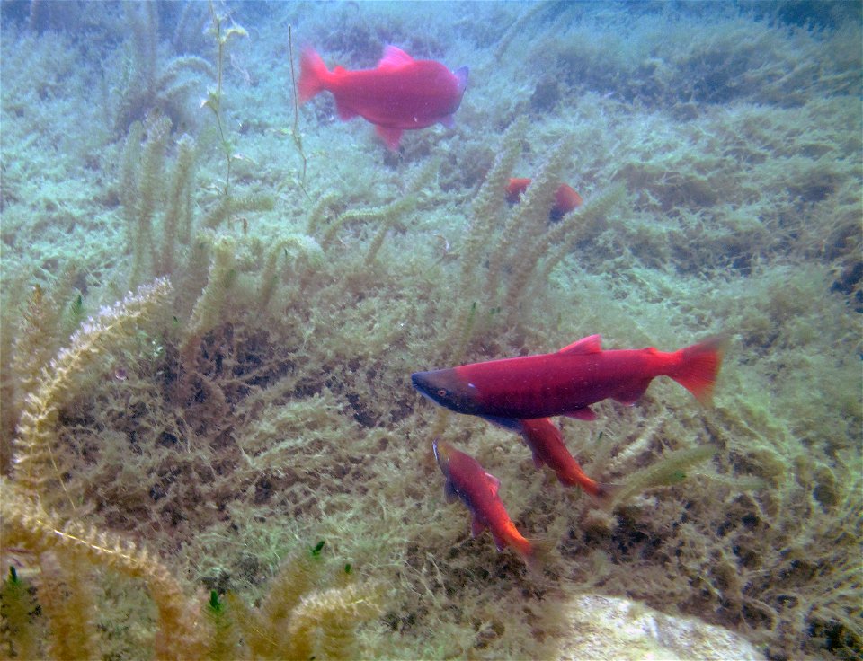 Sockeye life history variation in Hidden Lake