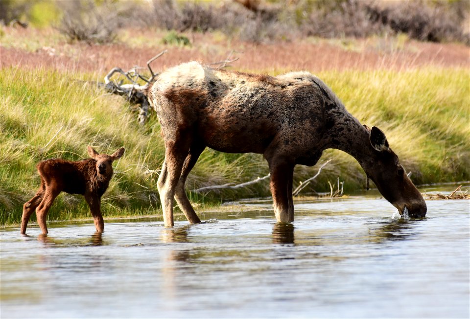 Moose at Seedskadee National Wildlife Refuge photo