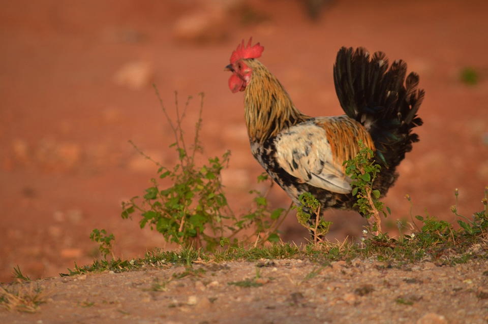 Animal chicken rooster