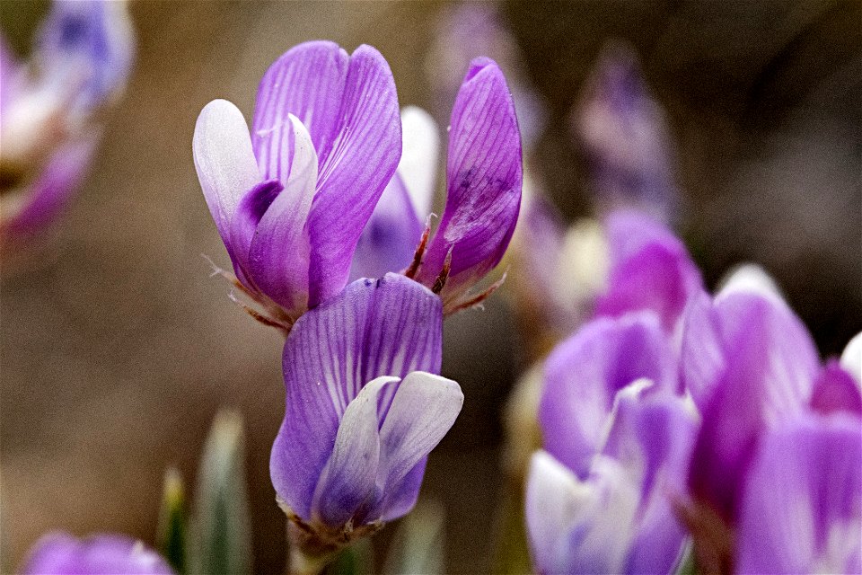 Astragalus spatulatus