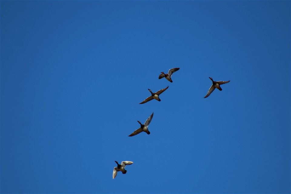 Gadwall Flying Owens Bay Lake Andes National Wildlife Refuge South Dakota