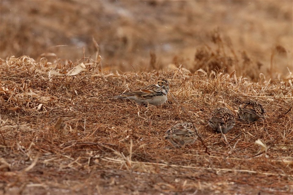 Lapland Longspurs Huron Wetland Management District