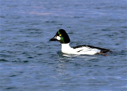 Common goldeneye at Seedskadee National Wildlife Refuge photo