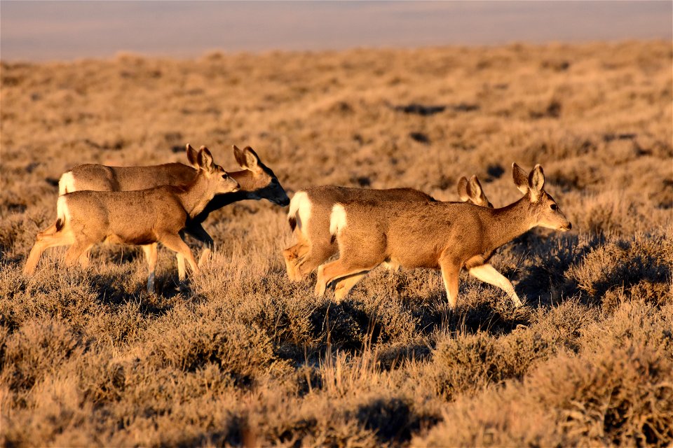 Mule deer at Seedskadee National Wildlife Refuge