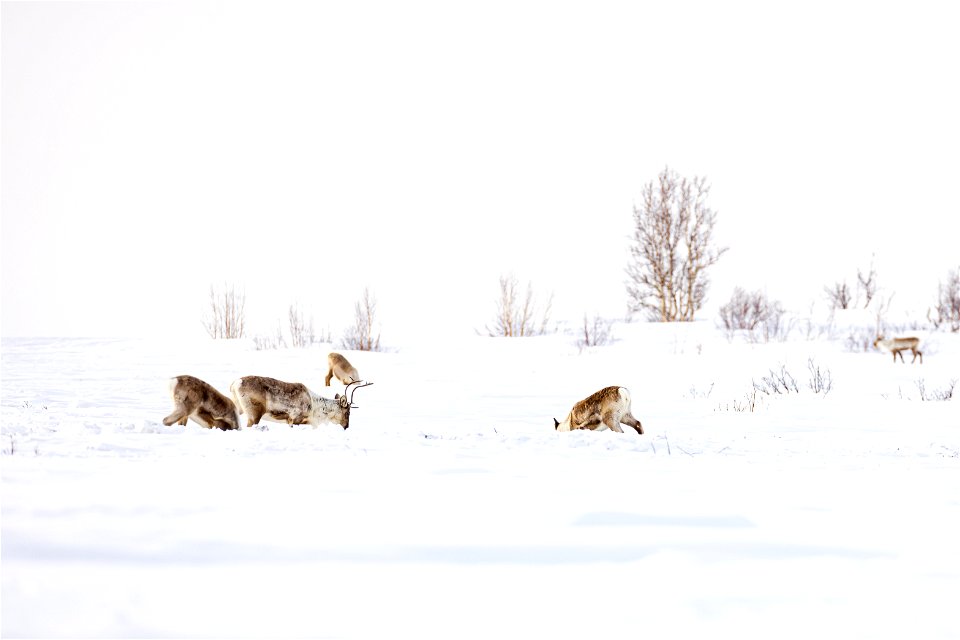 Caribou along a winter trail on Selawik National Wildlife Refuge