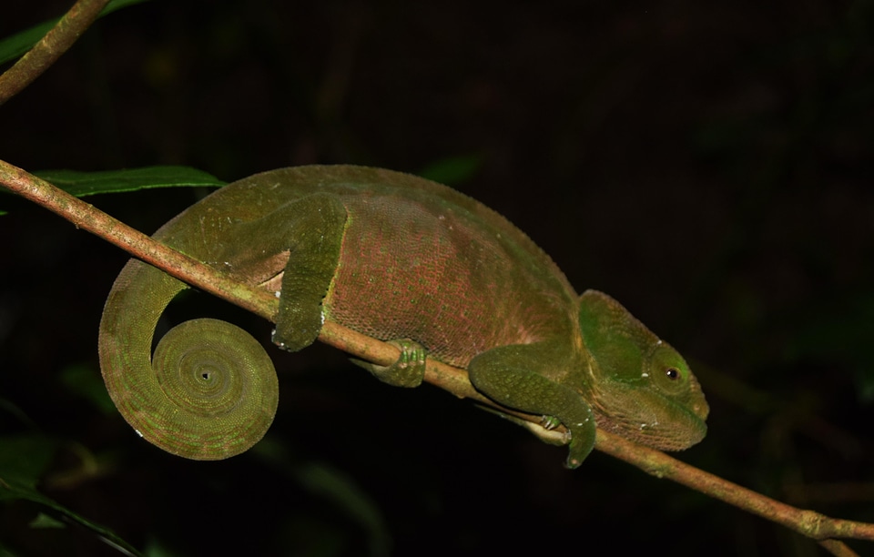 Chameleon animal botanical