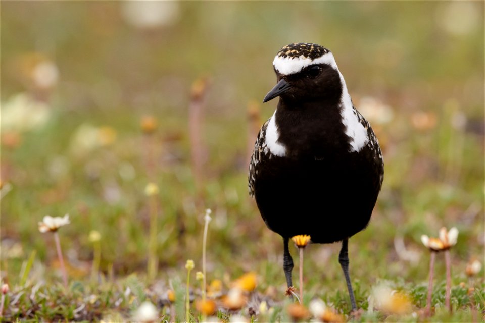 American golden plover on Arctic coastal plain nesting grounds. photo