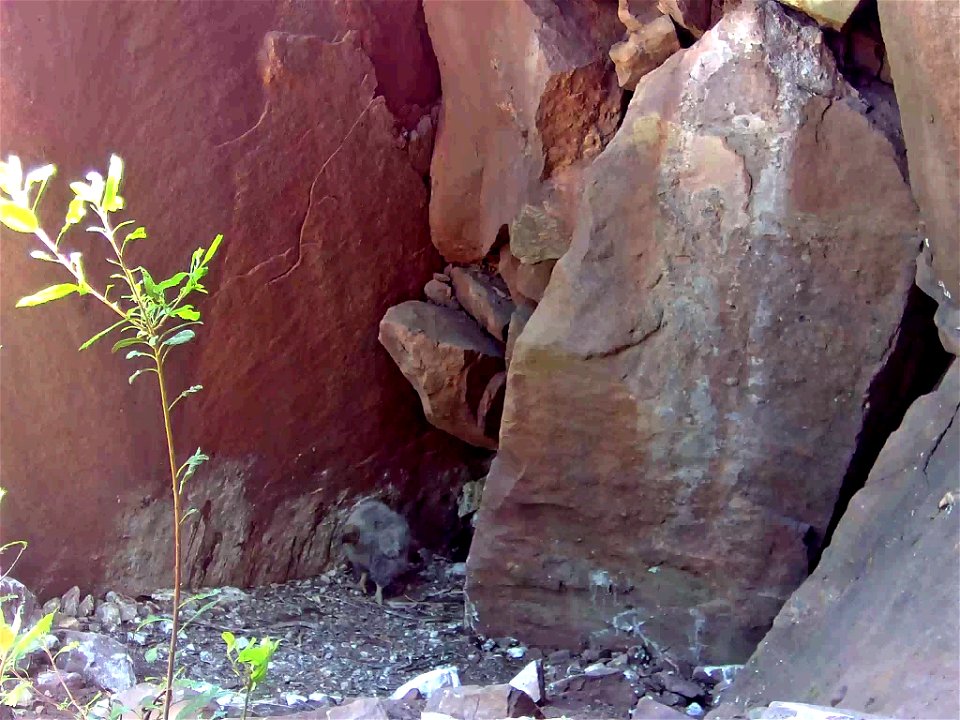 California condor chick #871 is seen via nest camera.