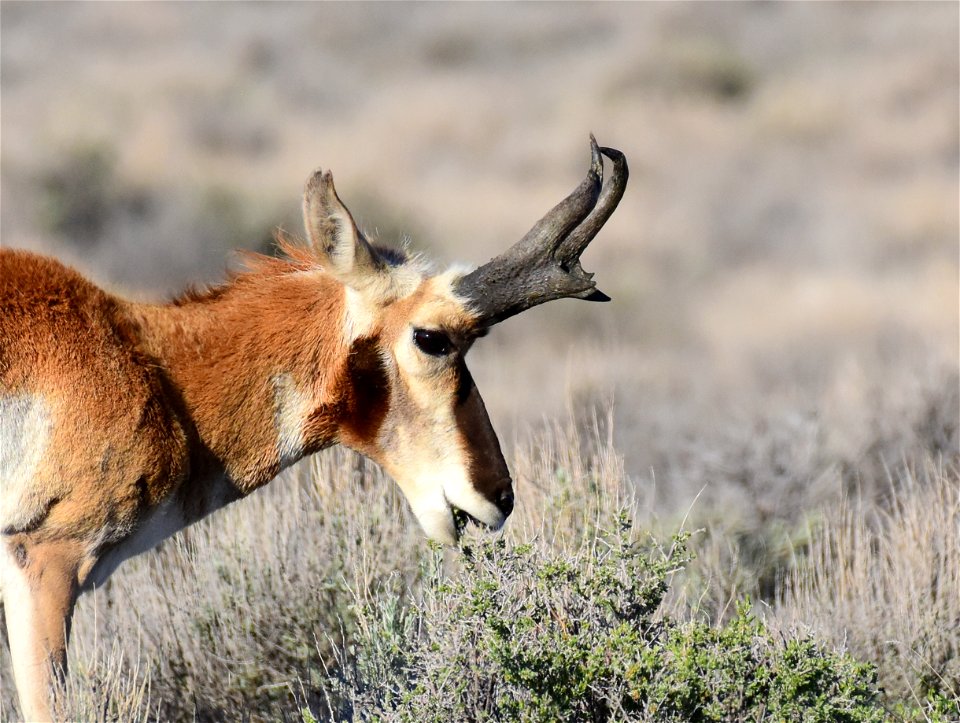 Pronghorn at Seedskadee National Wildlife Refuge