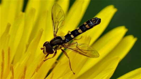 Ein Sphaerophoria scripta (Gemeine Stiftschwebfliege)-Männchen "nuckelt" an einer Löwenzahnblüte