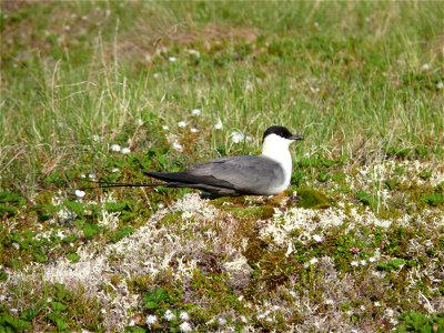 Long-tailed Jaeger