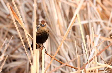 Rusty Blackbird Huron Wetland Management District South Dakota