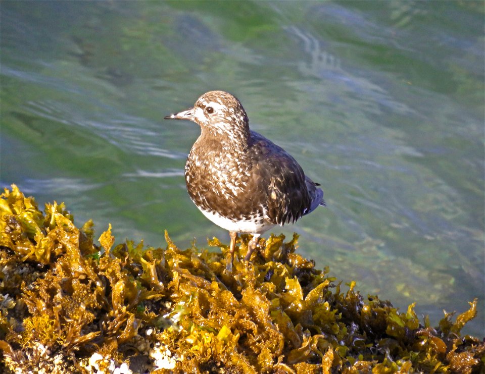 306 - BLACK TURNSTONE (7-28-2021) crescent city, del norte co, ca