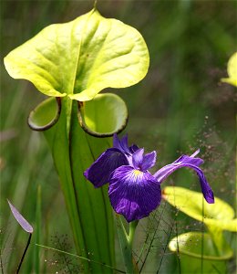 NC 25 - IRIS, sp  (05-20-2023) green swamp ecological area, brunswick co, nc -01