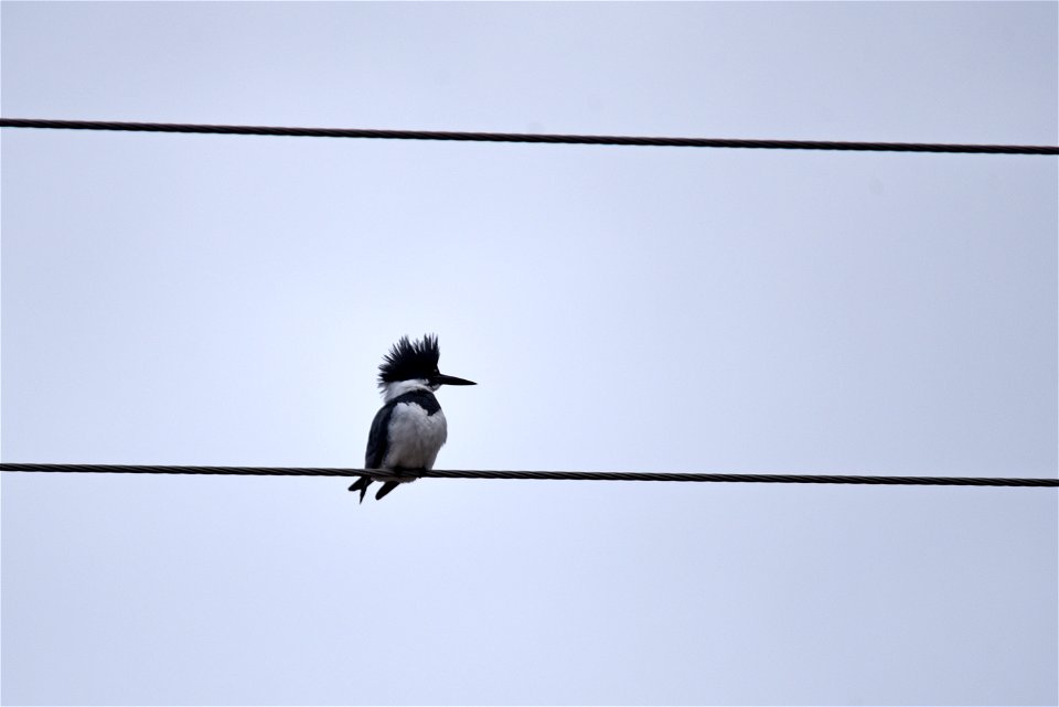 Belted kingfisher