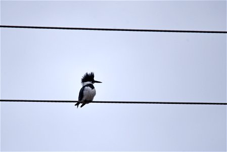 Belted kingfisher photo