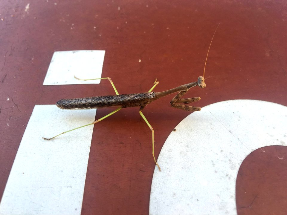 Carolina Mantis at Big Muddy National Fish and Wildlife Refuge in Missouri