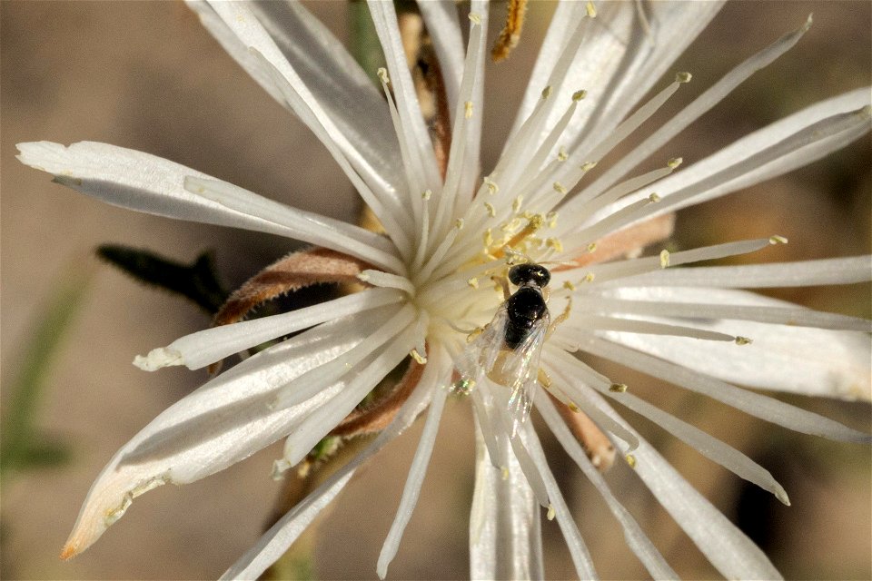 Perdita mentzeliarum on Mentzelia humilis humilis