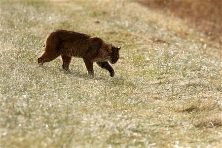 Bobcat Strolling