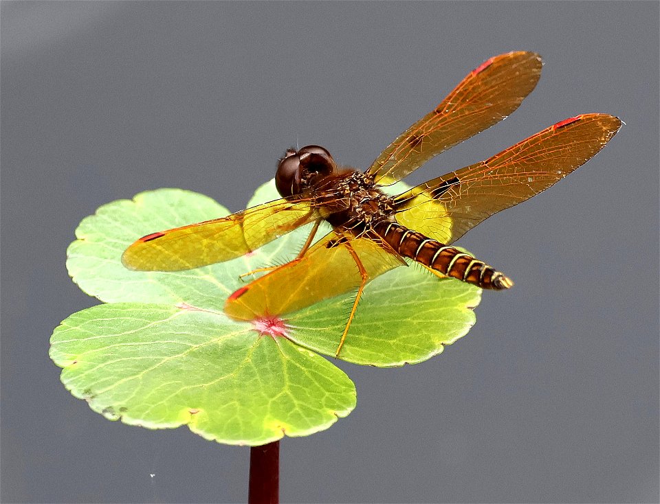 AMBERWING, EASTERN (Perithemis tenera) (05-29-2023) pocosin nat wildlife refuge, tyrrell co, nc -02